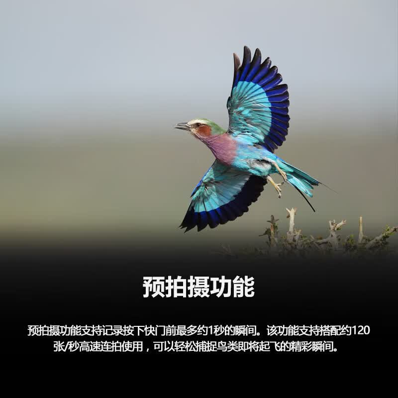 索尼(SONY)A9M3新一代速度旗舰全画幅微单相机 A9M3+FE 70-200mm F4 标准套装高清大图
