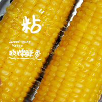 农得客博斯糯9号东北新鲜黄糯玉米200g*5根