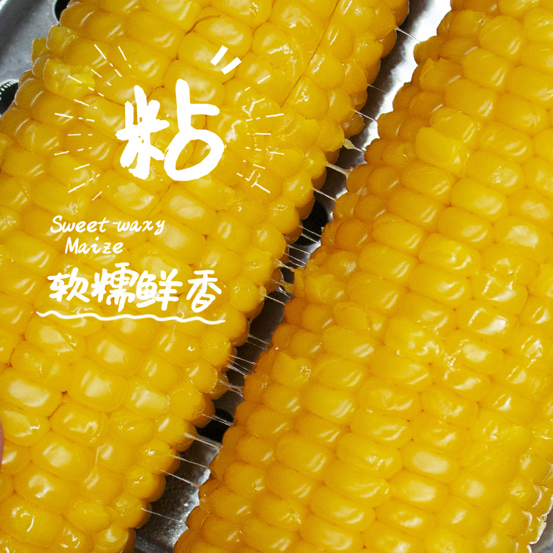 农得客博斯糯9号东北新鲜黄糯玉米200g*5根