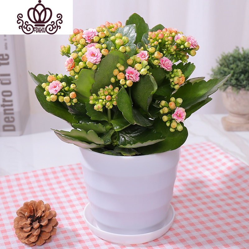 封后长寿花盆栽花卉植物室内花绿植绿巴黎长寿花重瓣大花四季开花花苗