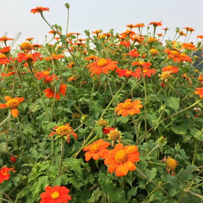 肿柄菊 2000粒高清大图