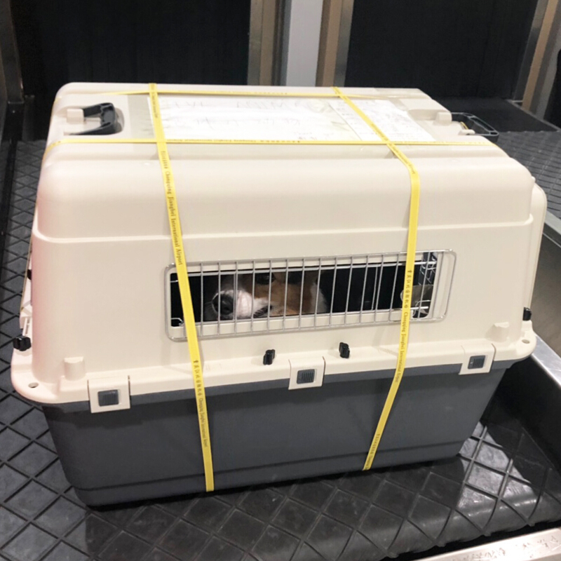 宠物航空箱狗旅行箱猫咪泰迪金毛托运空运箱