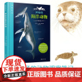【中信书店】动物笔记 神秘的海洋动物 6-12岁 胡安·卡洛斯·阿隆索 著 青少年科普百科知识读海