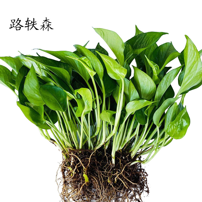 路轶森 绿萝盆栽180# 盆高清大图