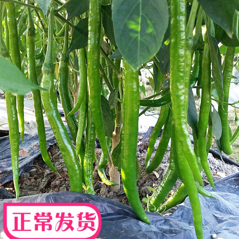 辛香808辣椒种子线椒种籽早线椒超长线椒青辣椒种子高产早熟