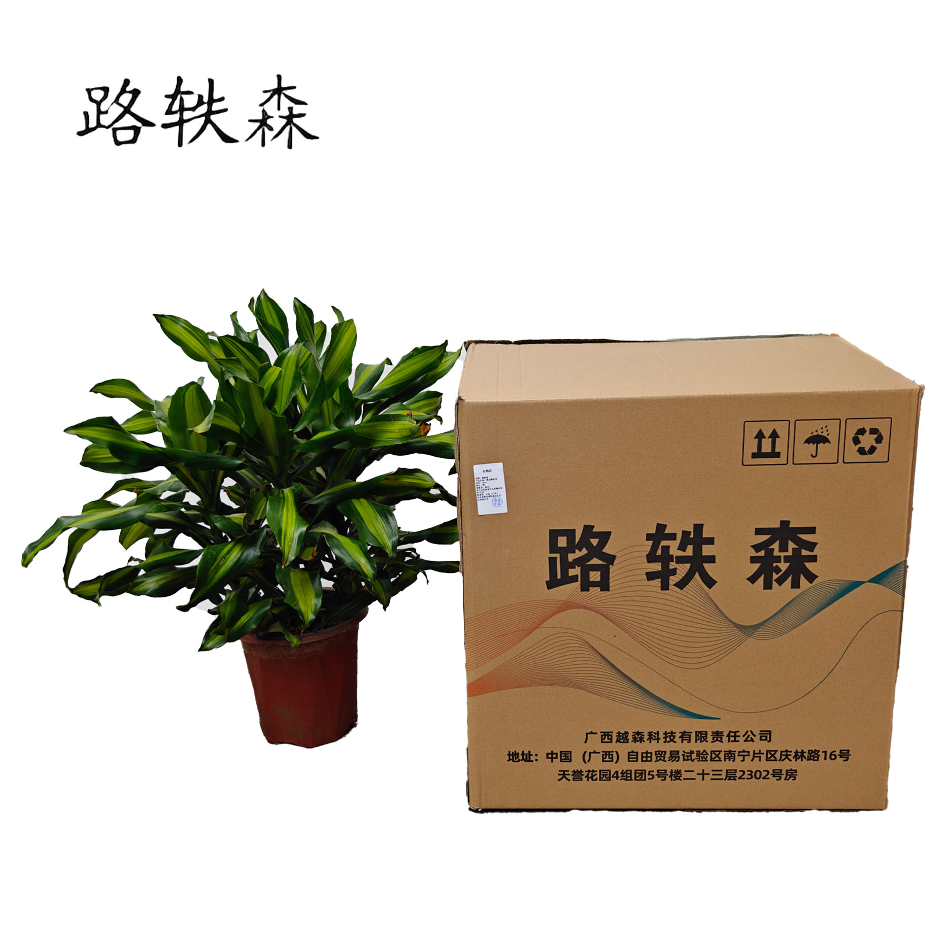 路轶森 精品螺纹铁 60cm 棵高清大图