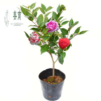 茶花苗山茶花树苗盆栽四季开花绿植物花卉观花庭院阳台玫瑰牡丹