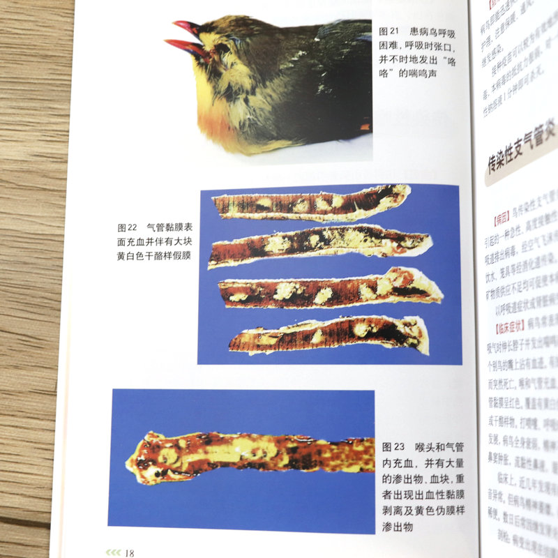 [醉染正版](3册)观赏鸟病诊疗原色图谱美丽观赏鸟鉴赏与饲养鸟图鉴 养鸟疾病诊断与防治技术大全书籍笼养鸟饲养书籍高清大图