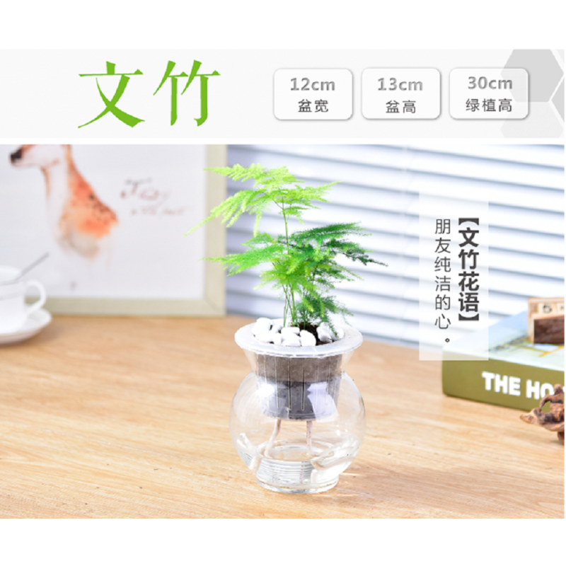 绿萝财树栀子花水培植物花卉文竹富贵竹绿植办公室内绿植盆(请先与客服确认再下单)