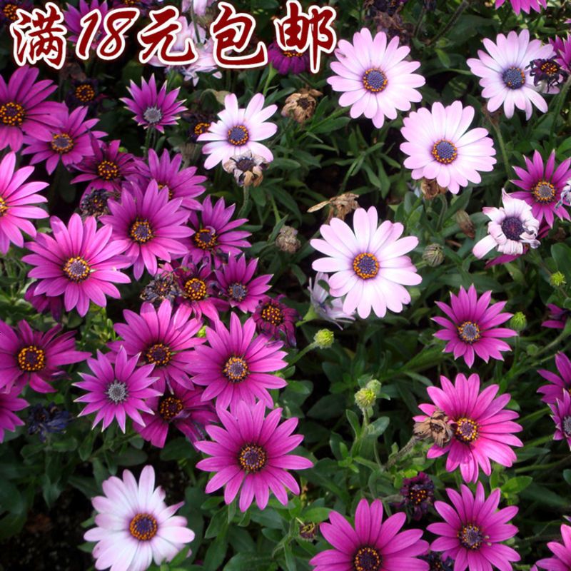 南非万寿菊种子 蓝目菊花种子阳台盆栽花卉花植物花籽