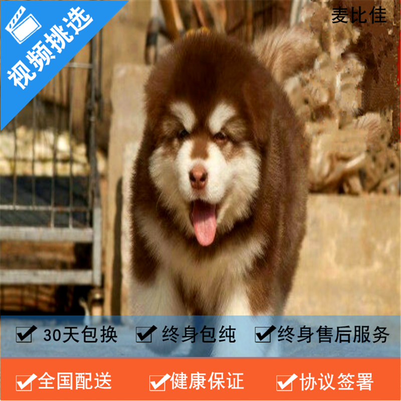 麦比佳 纯种巨型阿拉斯加幼犬活体宠物 熊版十字脸阿拉斯加雪橇犬 双血统烟灰色桃脸阿拉斯加幼崽 巨大型雪橇犬阿拉斯加犬幼犬高清大图