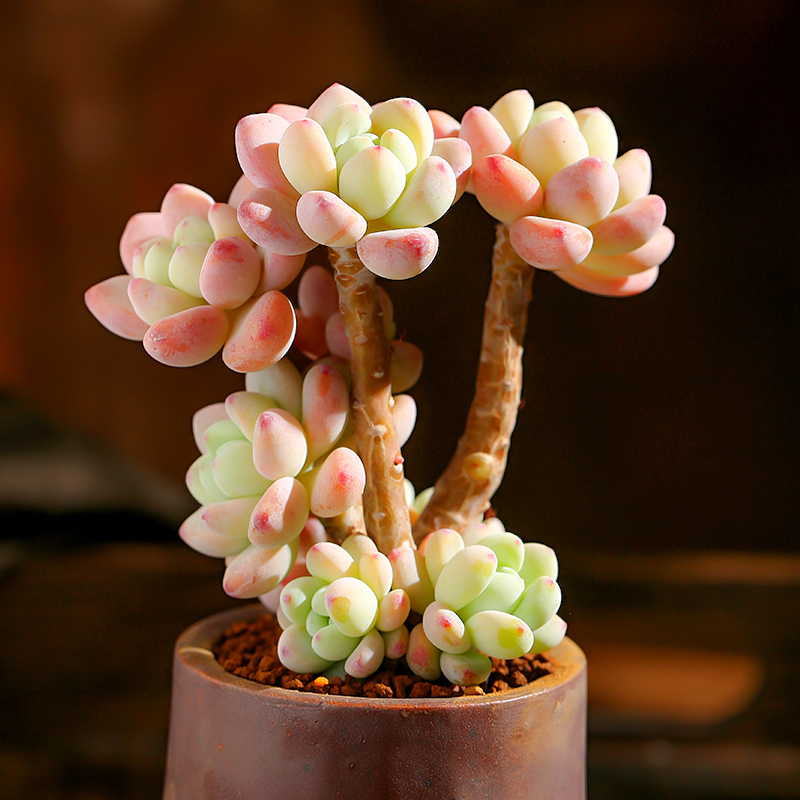 回固云南多肉植物室内小盆栽多肉绿植不含花盆劳尔中群老桩不含盆报价 参数 图片 视频 怎么样 问答 苏宁易购