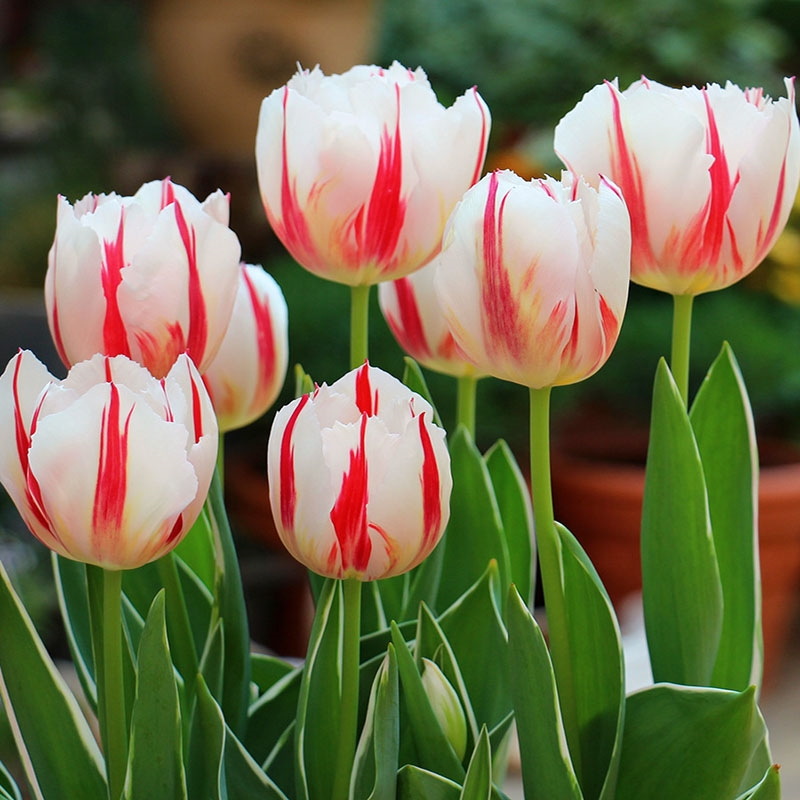 回固十颗郁金香大种球盆栽花卉四季种植土水培种子风信子百合