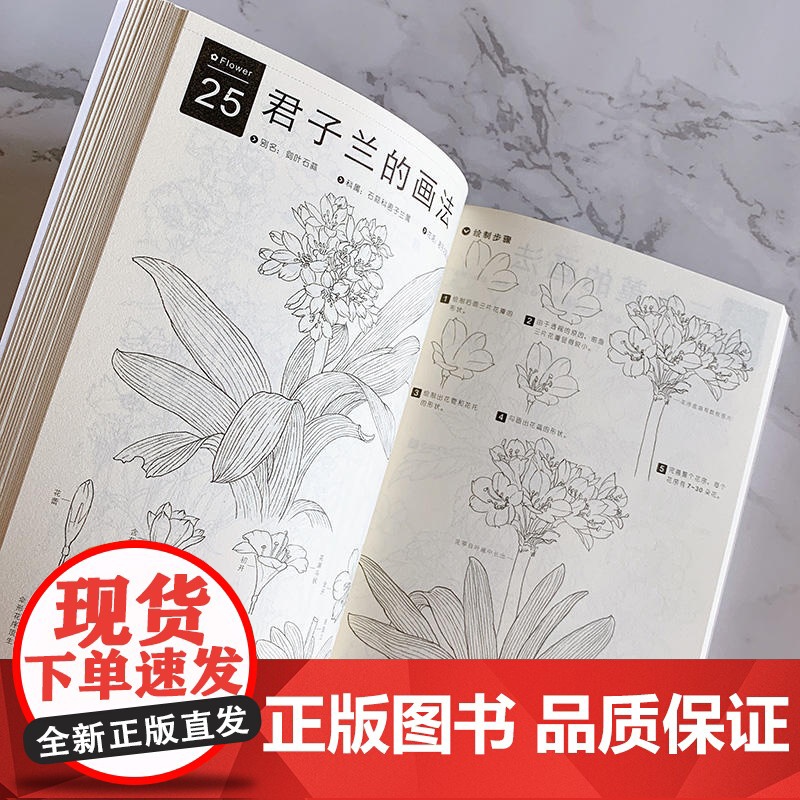 铅笔线描技法 七十种花卉 素描书零基础画画入门自学教程书籍白描线描花画册本临摹手绘初学者学绘画基础教材铅笔画美术描摹画稿高清大图