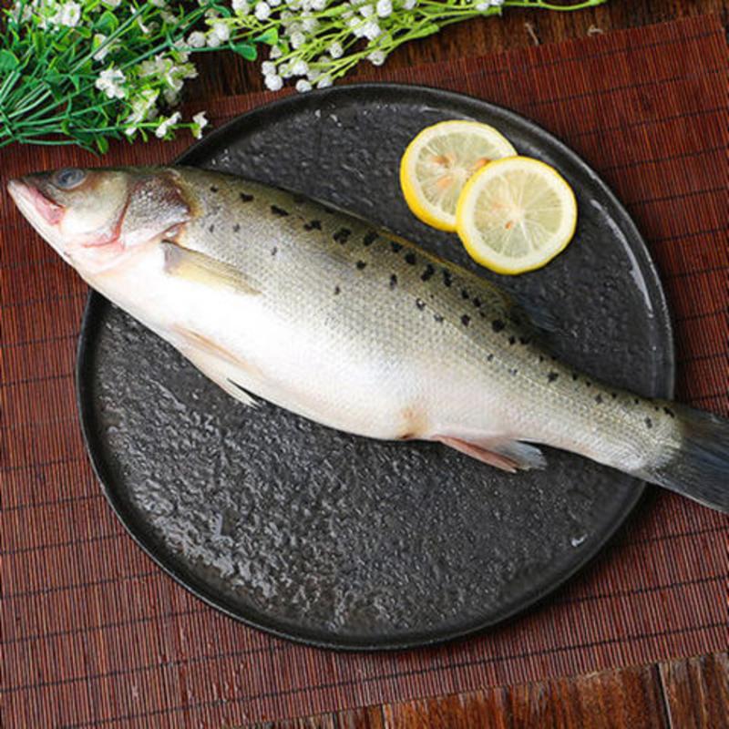 新鲜大鲈鱼海鱼七星花鲈鱼清蒸鱼海鲜水产顺丰 【二斤一条】一条尝鲜