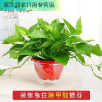 绿航绿萝水培绿色植物花卉办公室内盆栽除去甲醛净化空气水养绿箩