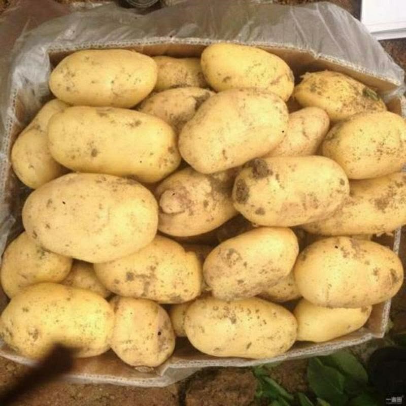 星派果山东黄土豆1/3/5/9斤装新鲜黄皮黄心土豆非云南红皮土豆马铃薯洋芋图片