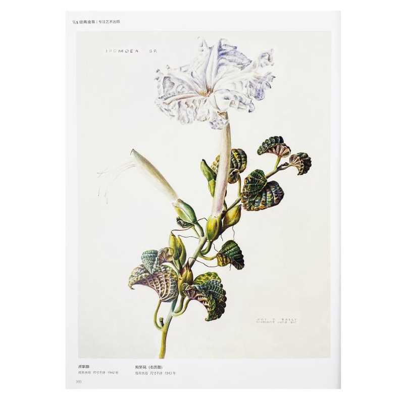 醉染图书百花插画集9787514928273高清大图