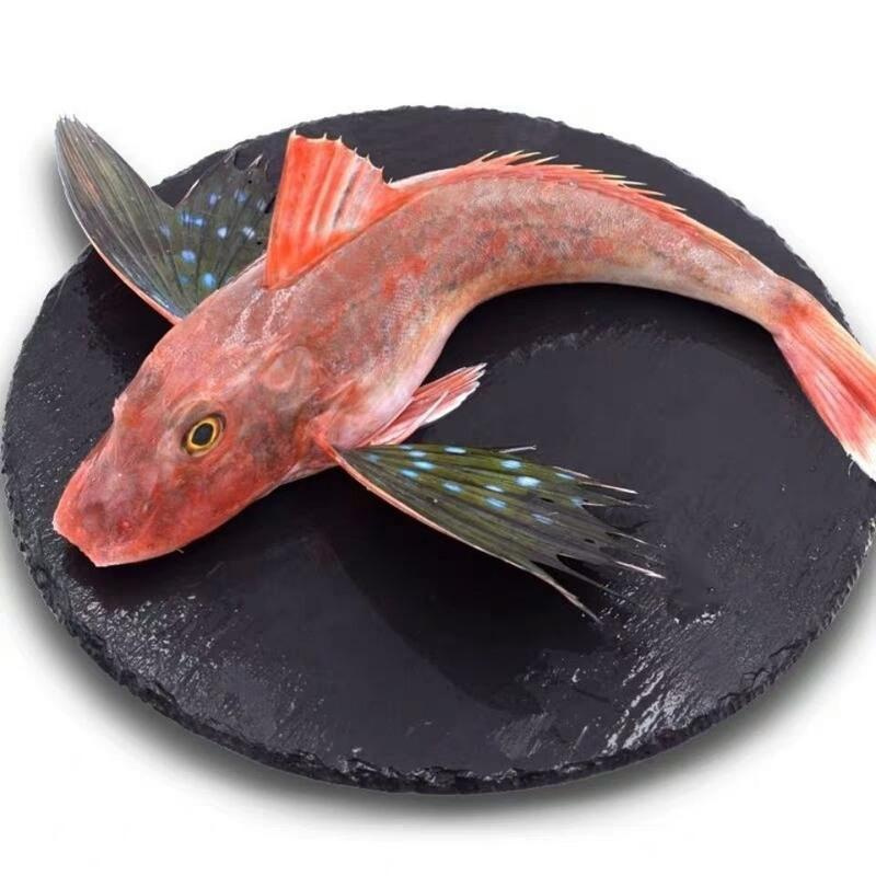 红娘子海鱼红头鱼海捕海鱼海鲜海产品鲜活生鲜红鱼红绣鞋4斤发7到9条