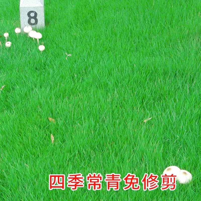 诚智旺 草坪草籽 净籽/千克高清大图