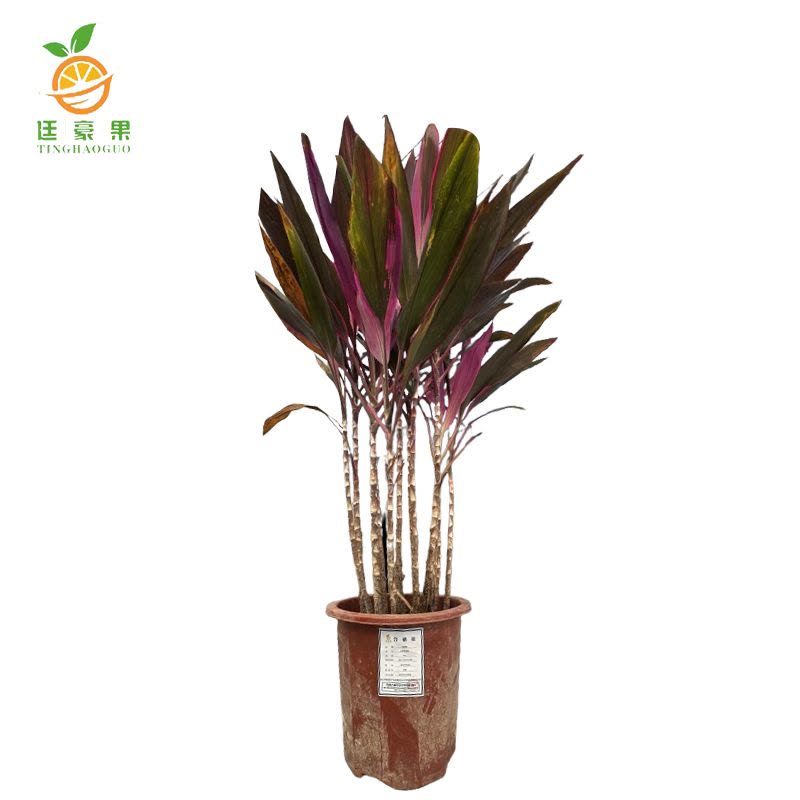 廷豪果 红铁花盆栽 70cm图片