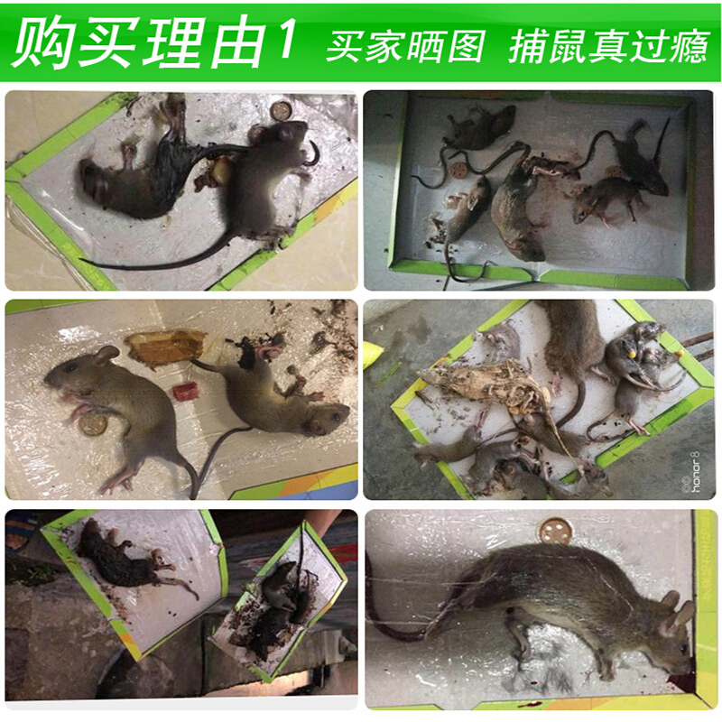 强力粘鼠板老鼠贴粘耗子板超大鼠老鼠药捕鼠器沾鼠捕鼠非神器