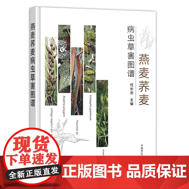 燕麦荞麦病虫草害图谱 任长忠 棉花病虫害识别与绿色防控技术指南 燕麦荞麦生产中常见的病虫草害种类、发生规律、危害症状 农高清大图