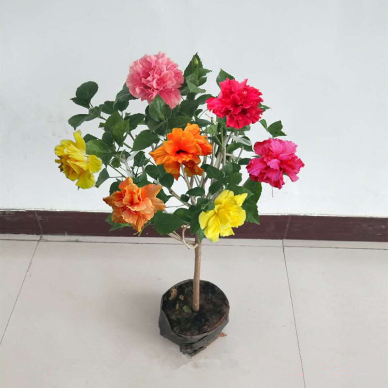 古达扶桑花苗木槿牡丹芙蓉单瓣花盆栽四季开花木本花卉盆栽朱槿丹麦树