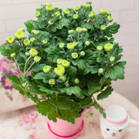 莱州格润 菊花盆栽花卉多头菊雏菊鲜花盆栽阳台室外室内庭院花苗千头菊带花绿植四季花卉茉莉盆