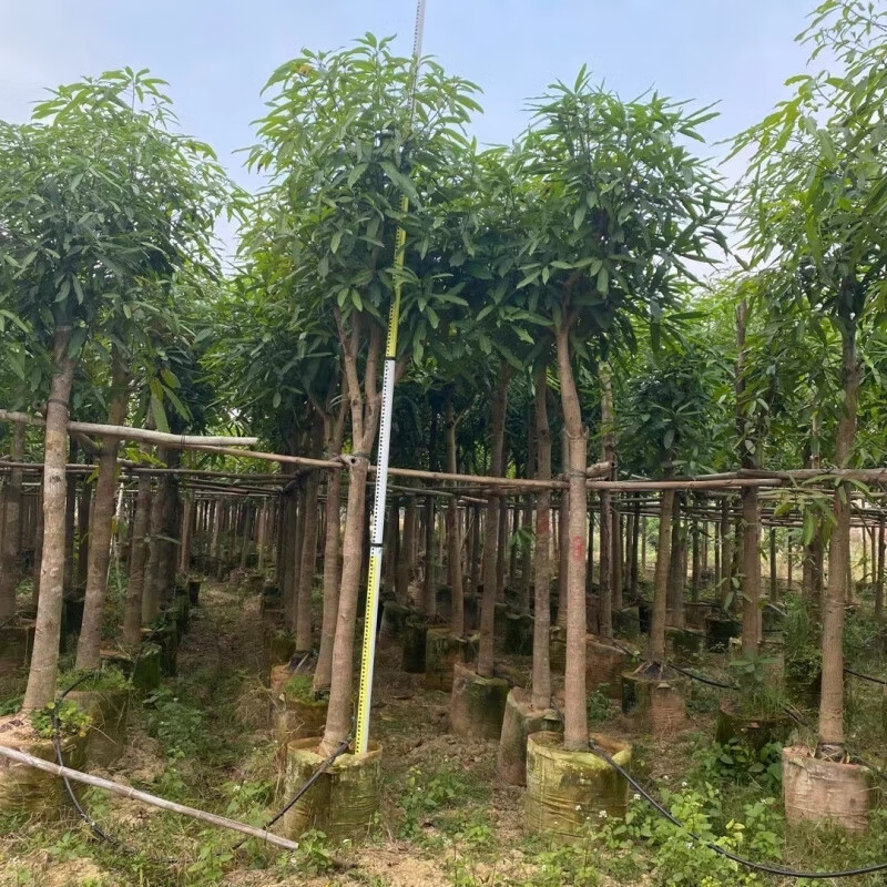 NNR 扁桃树树苗 ZY-GF8721高清大图