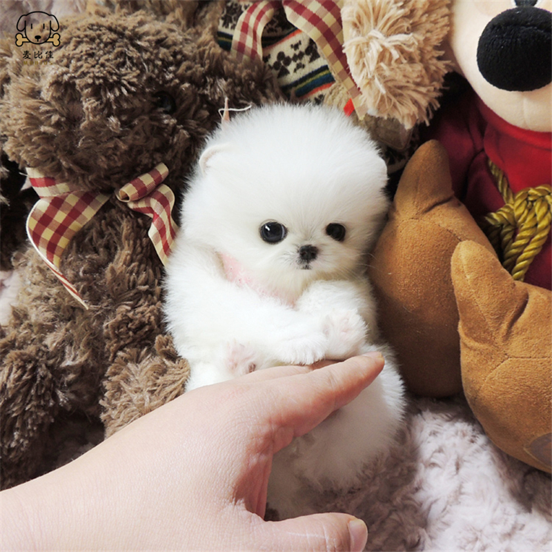 麦比佳 狗狗活体 纯种博美犬幼犬哈多利系球体博美俊介狗长不大茶杯犬玩具型迷你袖珍博美宠物狗微小体杯子狗高清大图