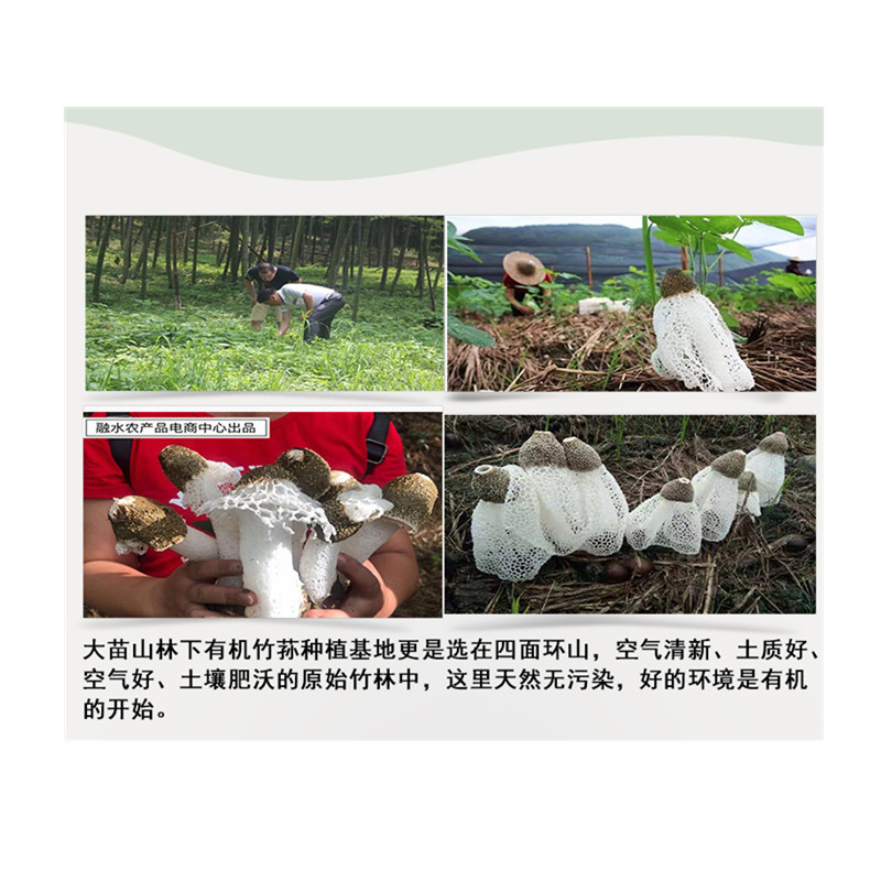 广西农垦 竹荪 山珍干货 50克/包