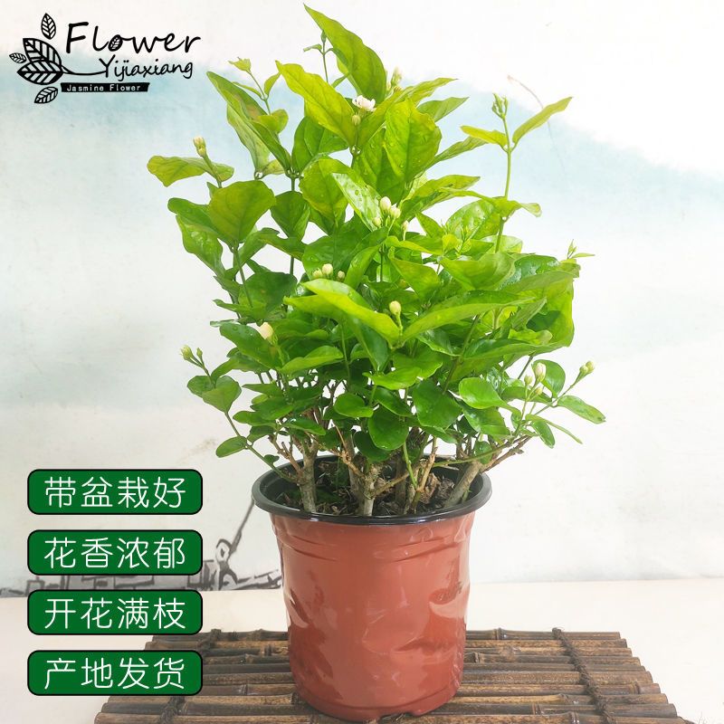茉莉花盆栽带盆栽好重瓣茉莉花苗花卉室内植物阳台绿植盆栽 简易盆 报价 参数 图片 视频 怎么样 问答 苏宁易购