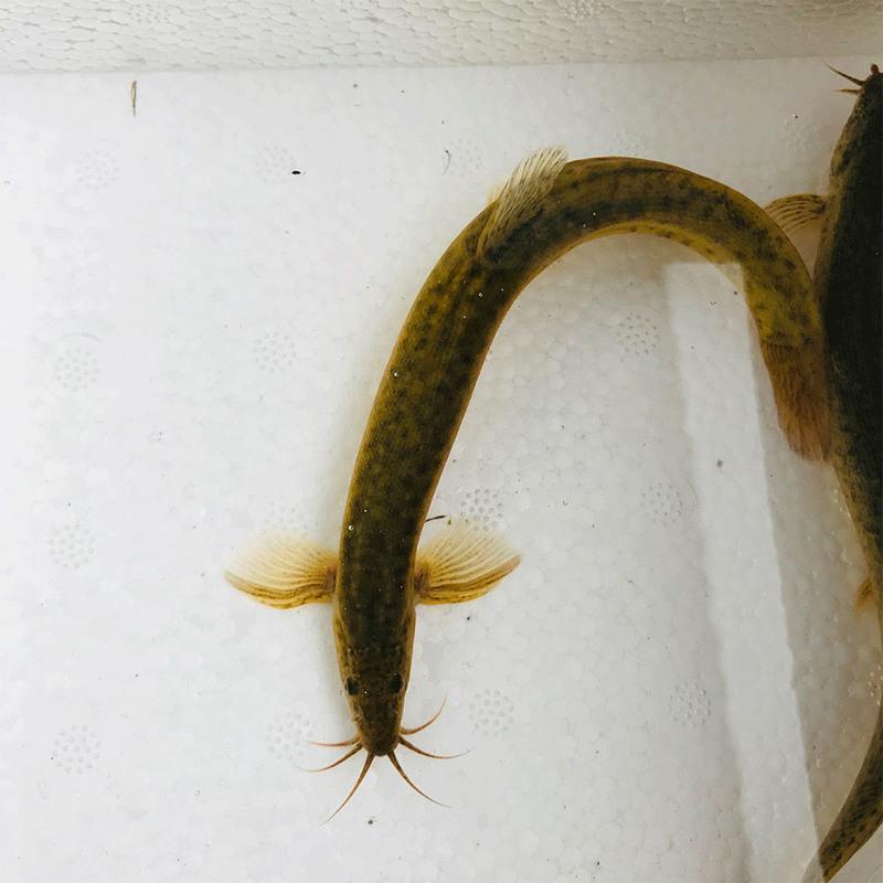 台湾泥鳅苗活体淡水养殖泥鳅苗放生宠物鱼鳄龟饲料小泥鳅苗饲料鱼 1