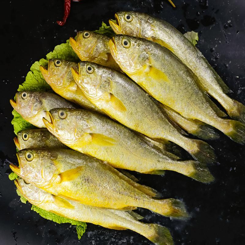 深海黄花鱼舟山小黄鱼整箱5斤新鲜冷冻鲜活水产鱼类海鱼生鲜视频