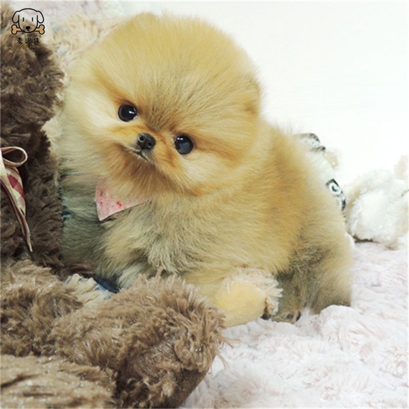 麦比佳 狗狗活体 纯种博美犬幼犬活体宠物狗狗哈多利系球体博美狗 玩具型博美犬茶杯犬长不大博美日系俊介犬 视频挑选高清大图