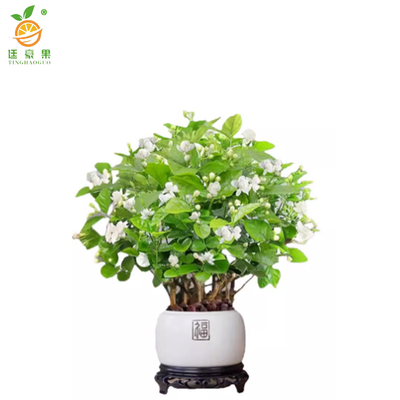 廷豪果 九里香 高30-40cm /棵高清大图