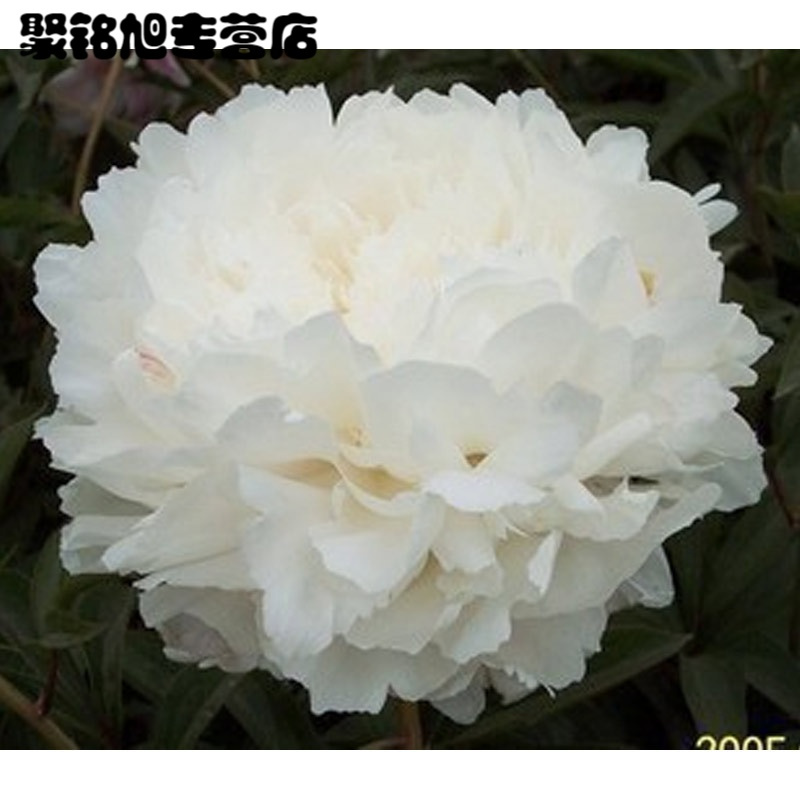 [不含盆]盆栽花卉植物 24种 芍药花苗 芍药种根 芍药花 盆栽 成活芍药苗绿植花卉生活园艺用品绿植盆栽