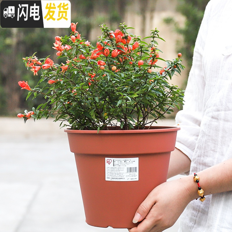 三维工匠花盆园艺简约素烧风花盆圆口加厚树脂多肉吊兰绿萝花盆p586 [素烧风]6号米色(盆+托) 中等花盆容器高清大图