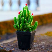 带盆栽好]招财山多肉植物绿植花卉盆栽组合仙人掌办公室桌面绿植 小招财山1盆带小花[5.5cm方盆]