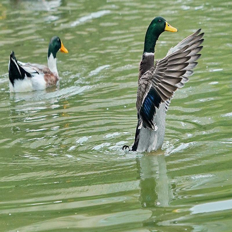 绿头麻鸭种蛋1枚绿头鸭子种蛋受精可孵化麻鸭种蛋山林散养会飞的鸭子