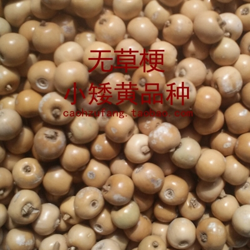 [珠坊]珠子枕头枕芯保护颈椎枕头学生枕头凉枕矮黄中号珠14斤枕头32*63cm