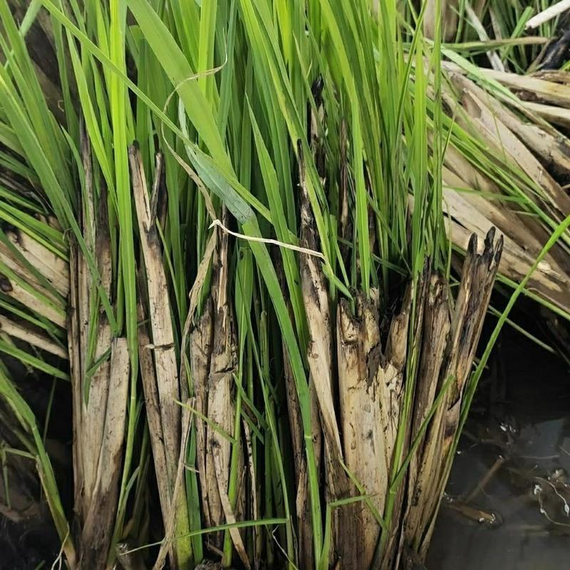 特早熟茭白苗双季茭白苗茭瓜苗高笋种苗高瓜苗当天现挖10棵苗10棵优质