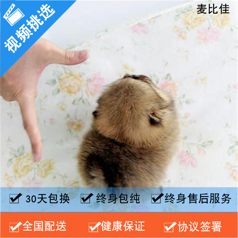 麦比佳 纯种哈多利系球体博美活体宠物 茶杯博美犬 日系俊杰双血统长不大的茶杯狗白色博美犬 赛级博美犬活体狗狗纯种博美犬