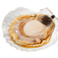 海洋岛 (HAIYANGDAO) 鲍鱼6只(300g)+虾夷扇贝6只(500g) 约800g 国产 大连海鲜水产礼盒装