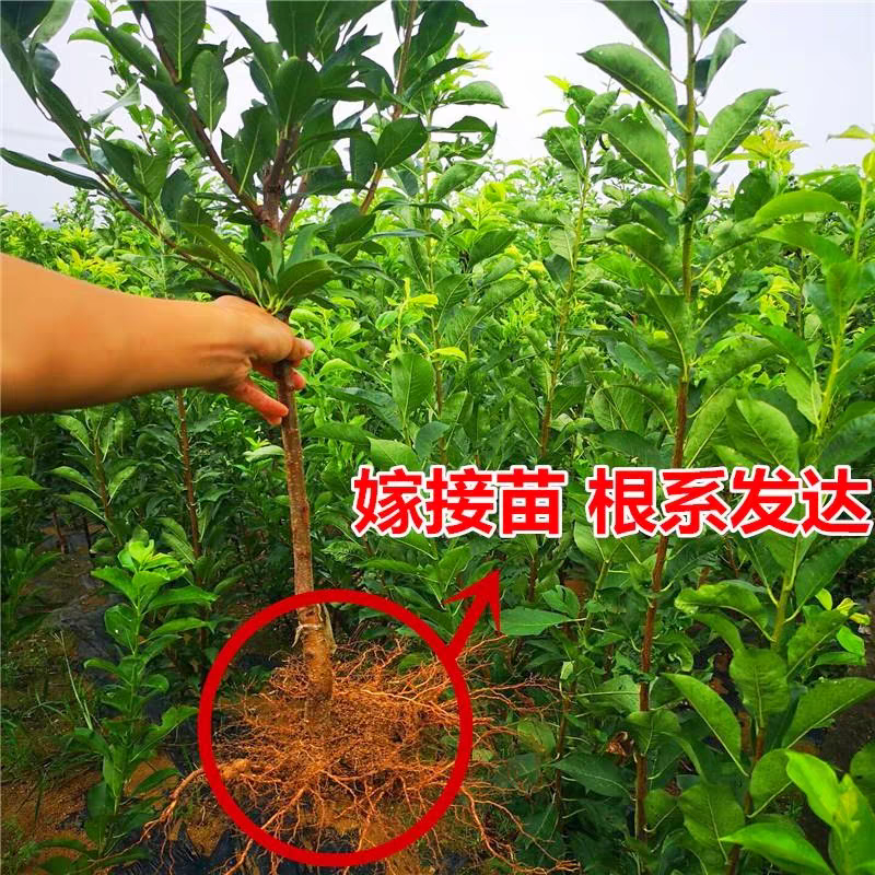 诚智旺 李子树 3年苗/棵高清大图