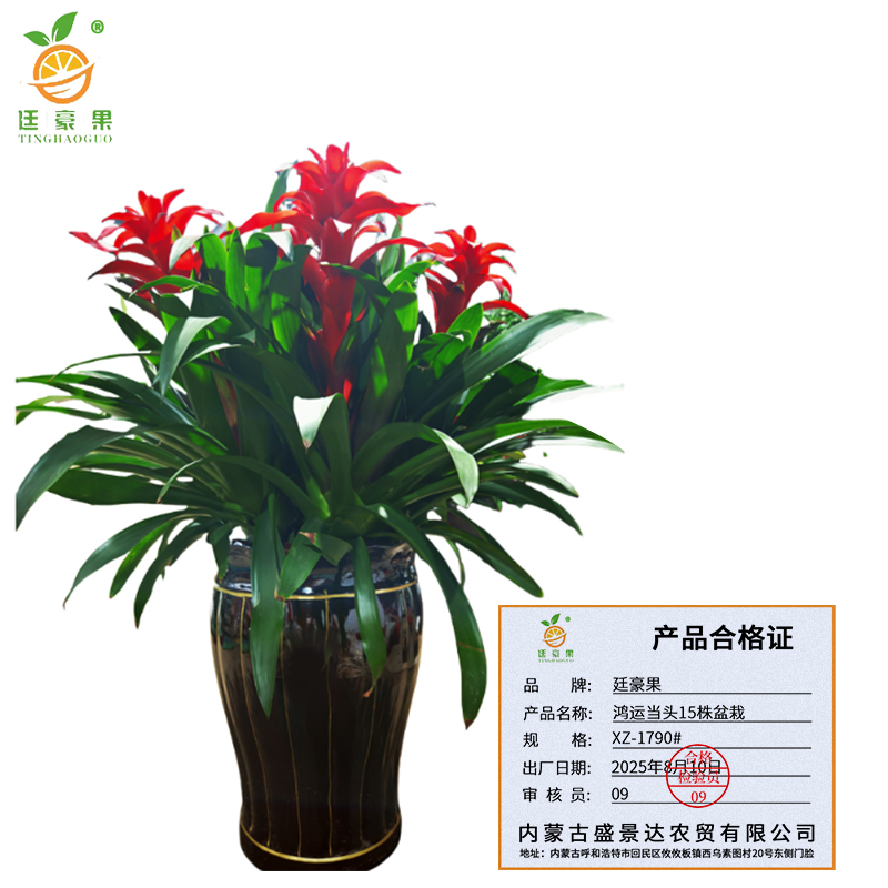 廷豪果 鸿运当头15株盆栽 XZ-1790# /盆高清大图
