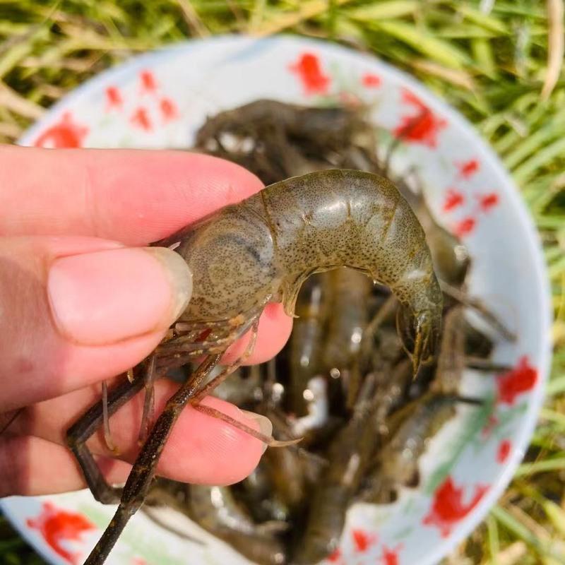 赛卡伊 微山湖河淡水新鲜青虾水产急冻小草虾醉虾 虾
