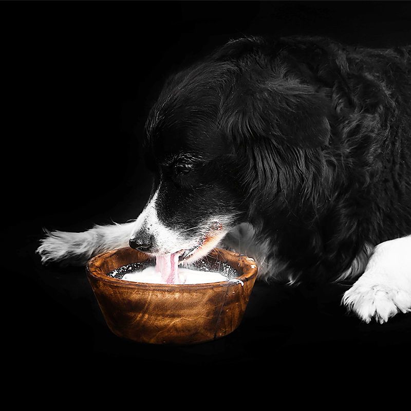 图书>期刊/杂志>男士>图书其它>[宠物羊奶粉]5斤1斤小羔羊幼犬狗狗