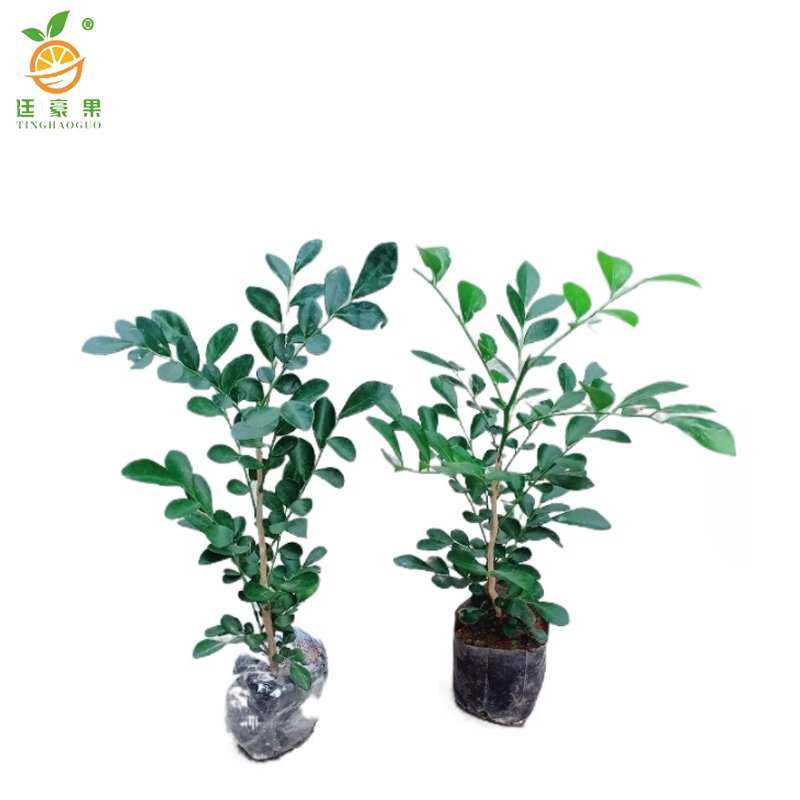 廷豪果 九里香 高40-50cm /棵高清大图